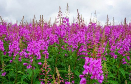 Иванчай: неожиданный хит в мире здорового питания