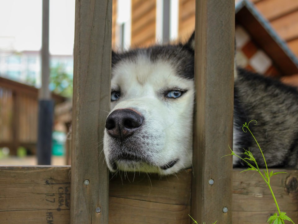 В подмосковном поселке Трехгорка аляскинский маламут загрыз грудного ребенка, рассказали в пресс-службе регионального ГСУ СК России