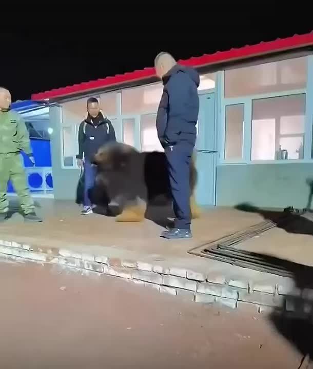 В Китае девелопер заплатил более $1 млн за этого мохнатого пса