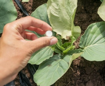 Как защитить свою капусту от вредителей: простые и эффективные способы