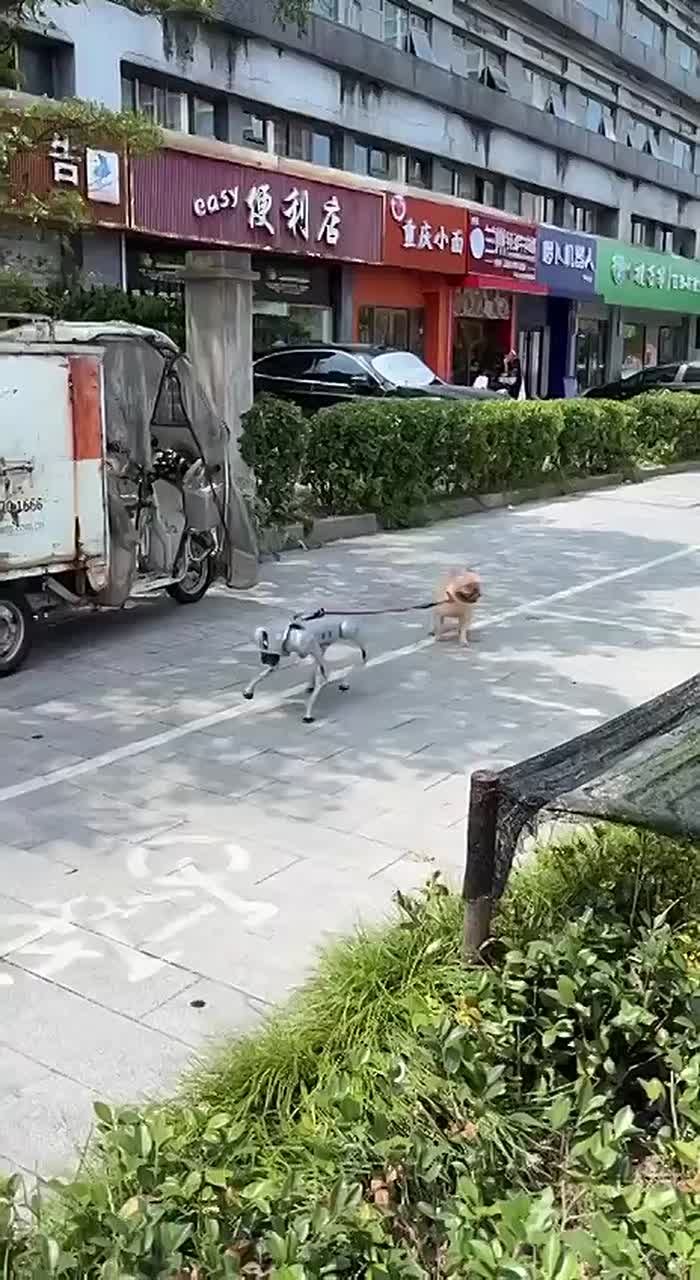В Китае нашли собаку-робота, которая выгуливает живую собаку