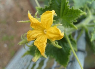 Как защитить огурцы от болезней: пять простых и эффективных рецептов