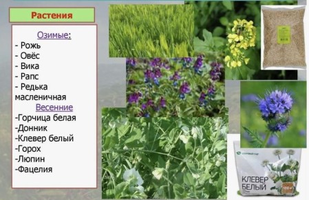 Сидераты для тяжёлой глины: секреты превращения вашей почвы в плодородный рай