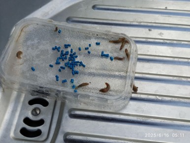 Как победить слизней на даче: реальные советы и хитрости