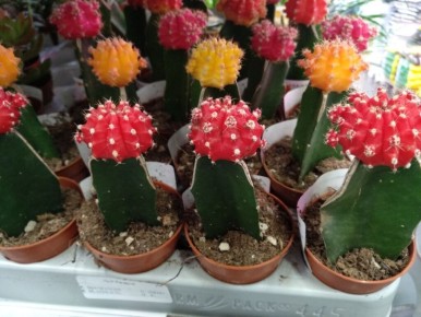 Секреты успешного ухода за комнатными растениями после покупки