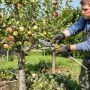 Весна в саду: секреты успешной обрезки плодовых деревьев