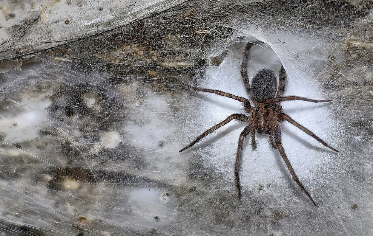 Крупнейшую в мире паутину с населением 111 000 пауков нашли в пещере на границе Албании и Греции Крупнейшую в мире паутину с населением 111 000 пауков нашли в пещере на границе Албании и Греции