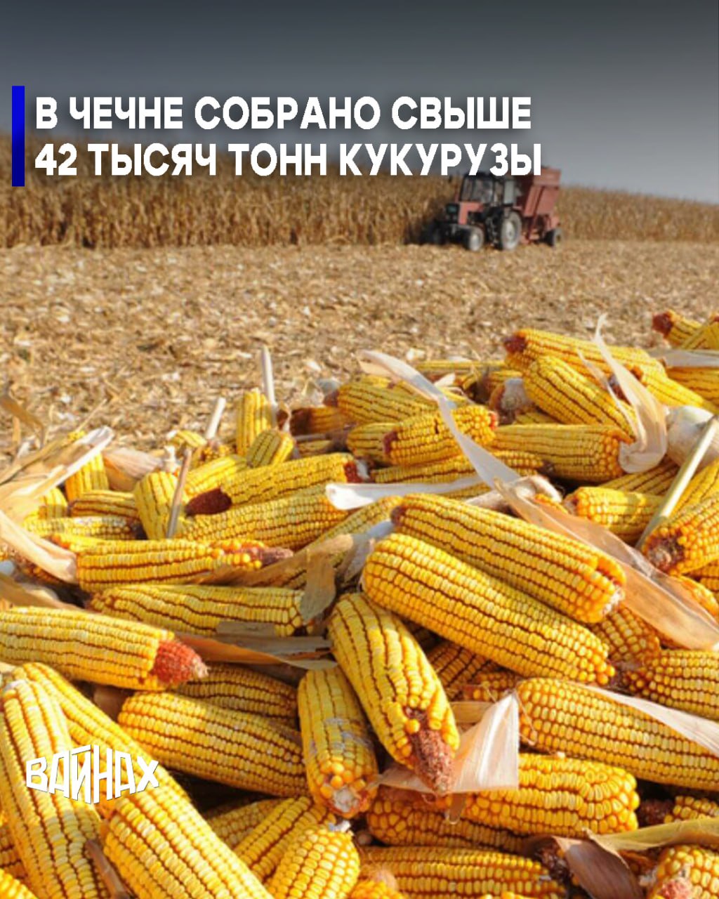 В Чеченской Республике продолжается уборочная кампания кукурузы, сообщает Минсельхоз ЧР