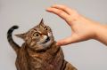 Один взмах рукой может убить вашу кошку — предупреждают ветеринары