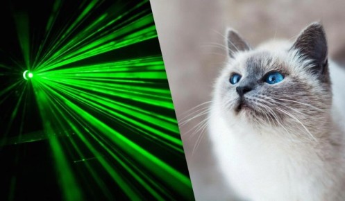 Почему кошки гоняются за лазером: скрытые инстинкты и возможные риски