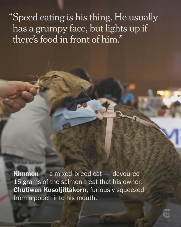 В Бангкоке прошли соревнования по скоростному поеданию корма для домашних животных