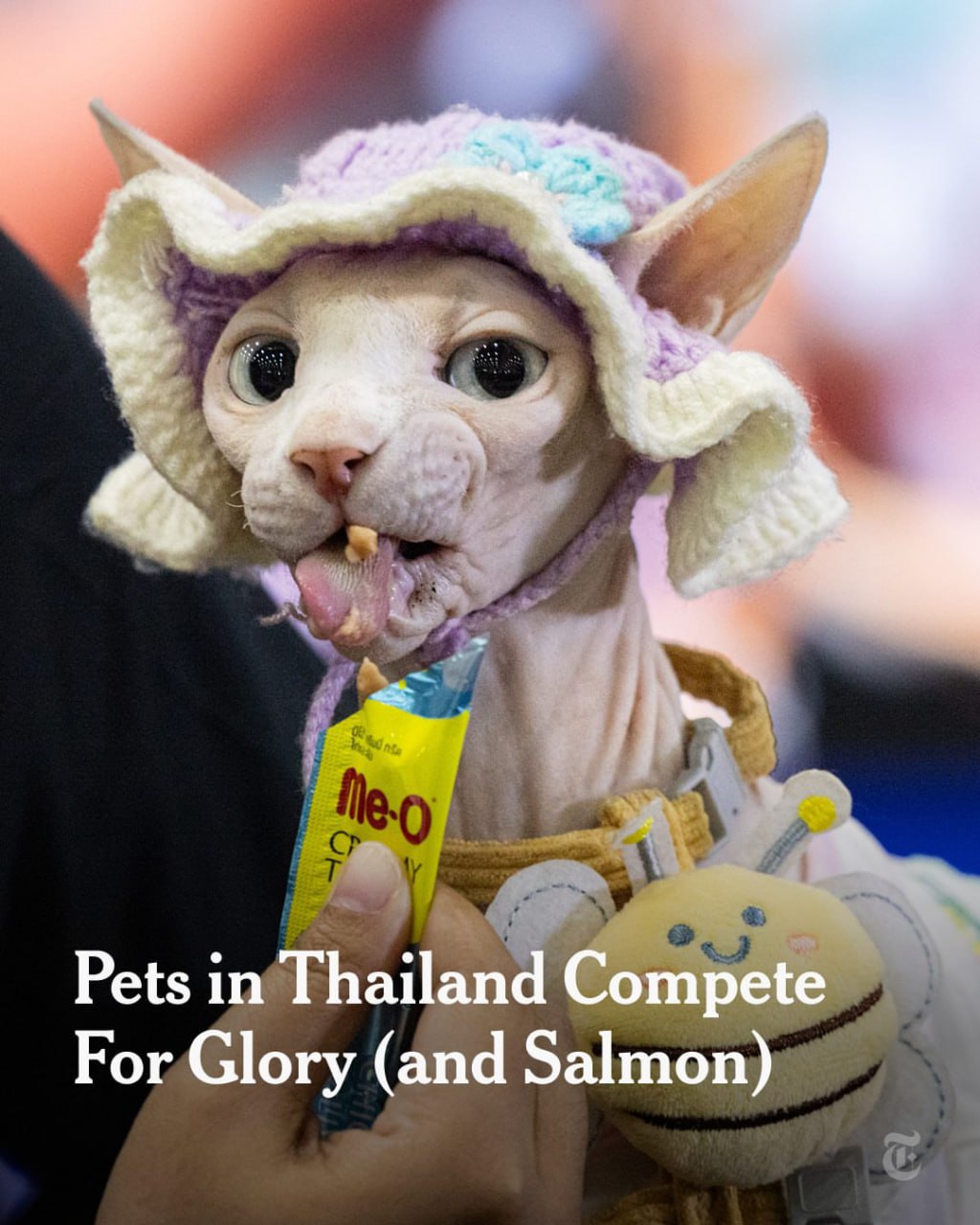 В Бангкоке прошли соревнования по скоростному поеданию корма для домашних животных В Бангкоке прошли соревнования по скоростному поеданию корма для домашних животных