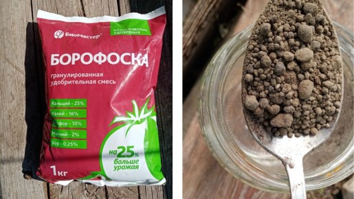 Как увеличить урожай овощей и ягод на 25% с помощью простого удобрения