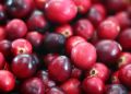 Почему клюква — суперягода для здоровья и красоты