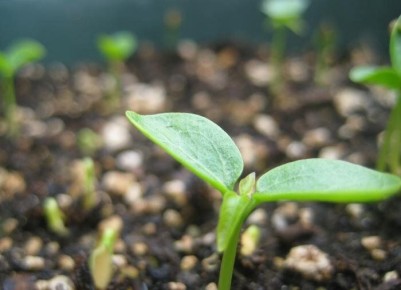 Как вырастить идеальную рассаду огурцов: секреты успешных огородников