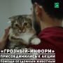 Редакция «Грозный-информ» поддержала благотворительную акцию Хутмат Кадыровой «Помоги коту пережить зиму», направленную на помощь бездомным животным в холодный период