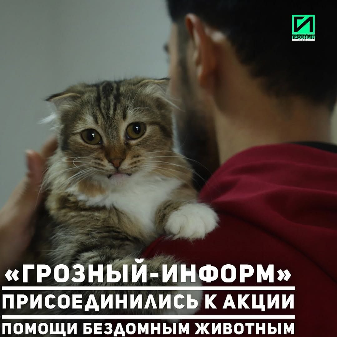 Редакция «Грозный-информ» поддержала благотворительную акцию Хутмат Кадыровой «Помоги коту пережить зиму», направленную на помощь бездомным животным в холодный период