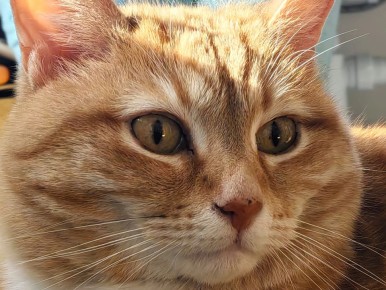 Как садоводы попадают в ловушку мошенников с семенами: разоблачая обман