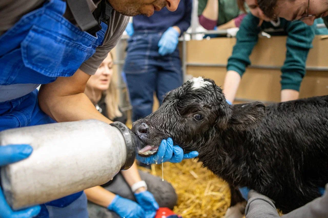 Два клонированных телёнка — Милка и Искорка — появились на Кубани