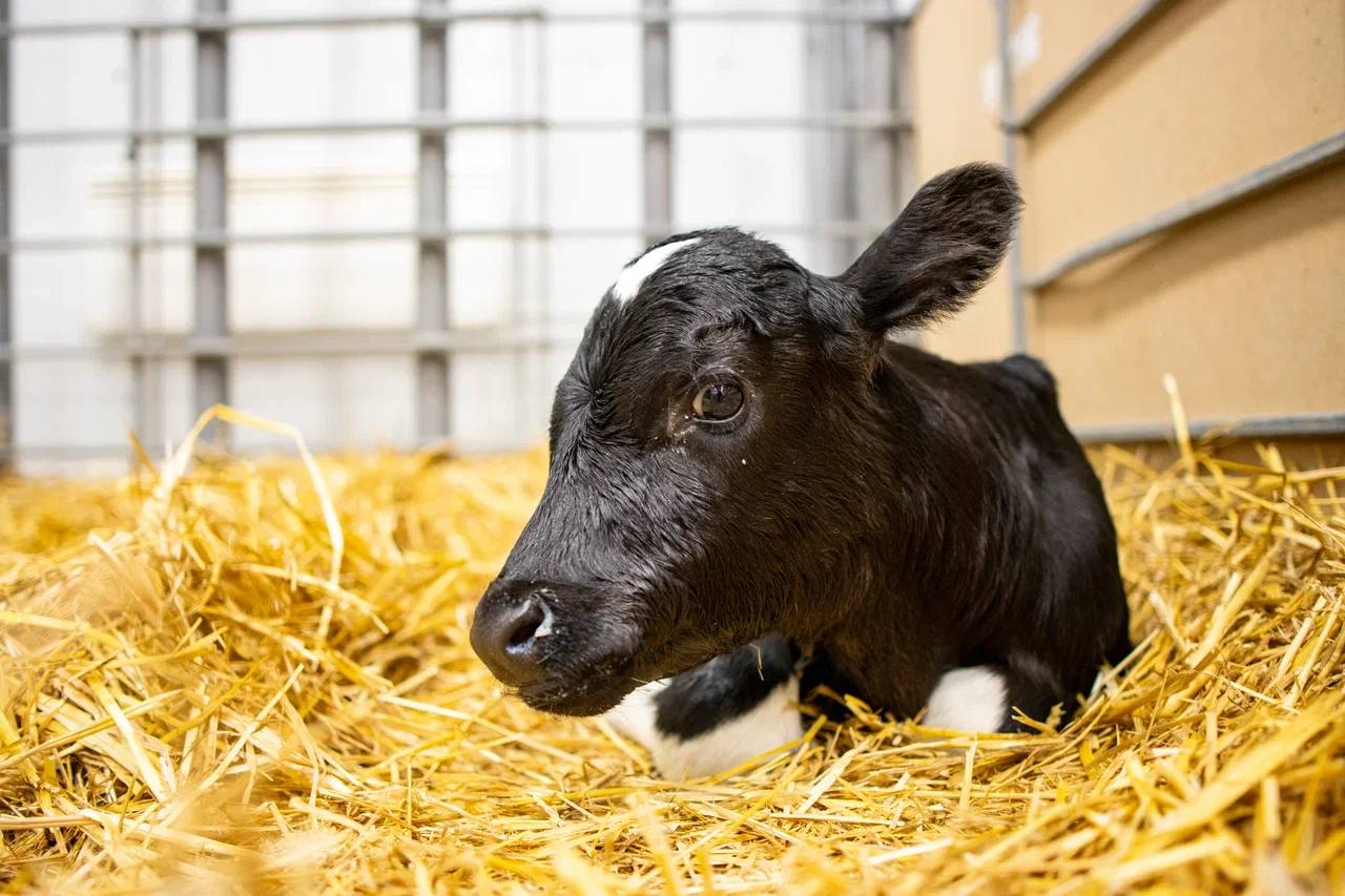 Два клонированных телёнка — Милка и Искорка — появились на Кубани Два клонированных телёнка — Милка и Искорка — появились на Кубани