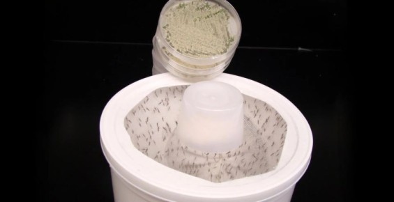 Учёные разработали гриб, который привлекает и уничтожает комаров