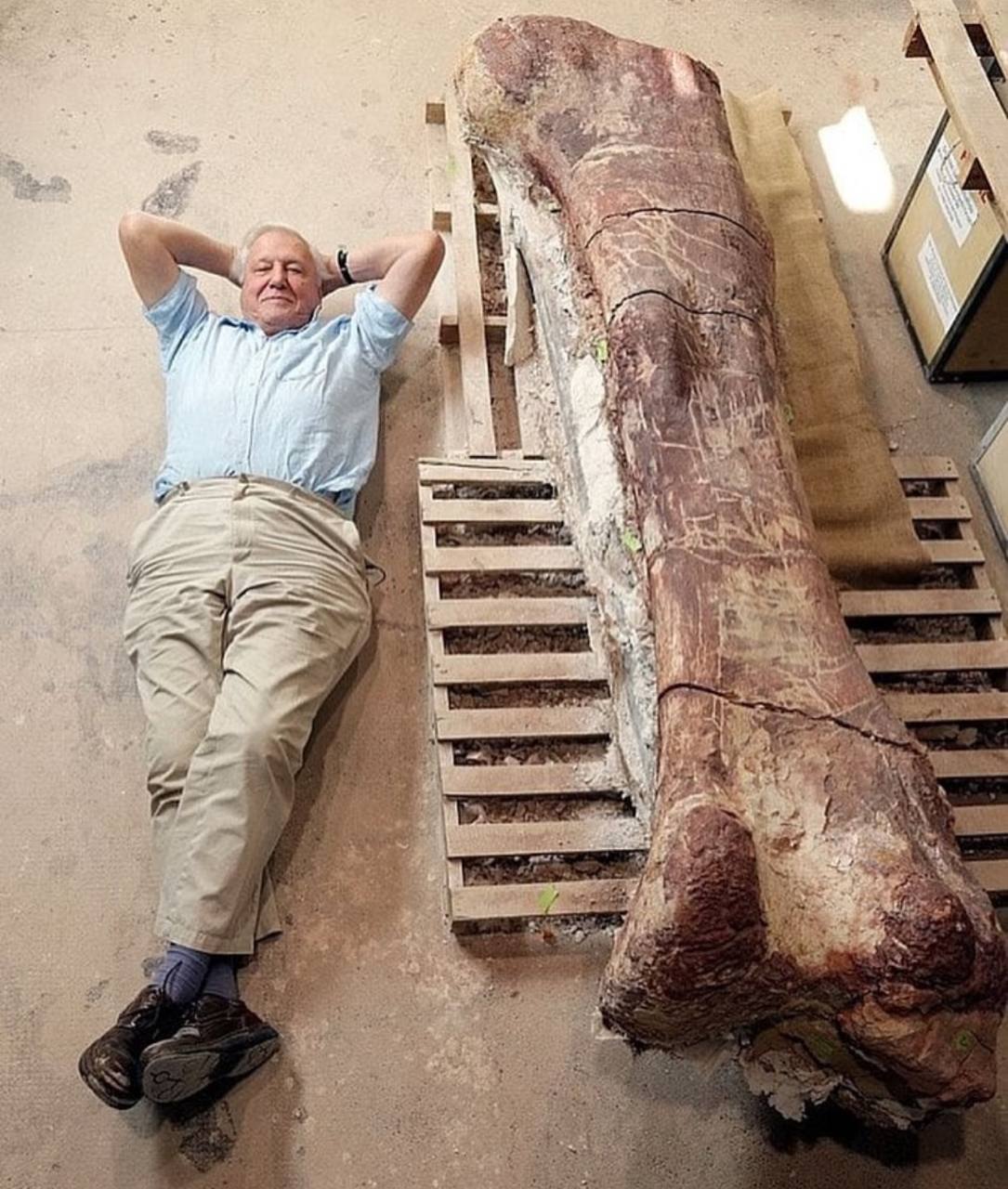 Дэвид Аттенборо лежит рядом с массивной бедренной костью, принадлежавшей титанозавру - одному из самых крупных динозавров, когда-либо обитавших на нашей планете