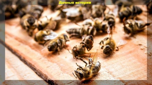 Опасные химикаты: почему неоникотиноиды все еще популярны среди дачников России