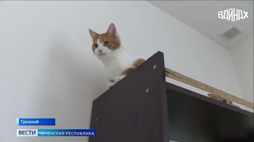 Акция в помощь животным, запущенная в Чеченской Республике по инициативе руководителя проекта «Woman in Islam» Хутмат Кадыровой, получила широкую поддержку на всех уровнях