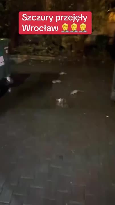Третий по численности населения город Польши оккупировали крысы
