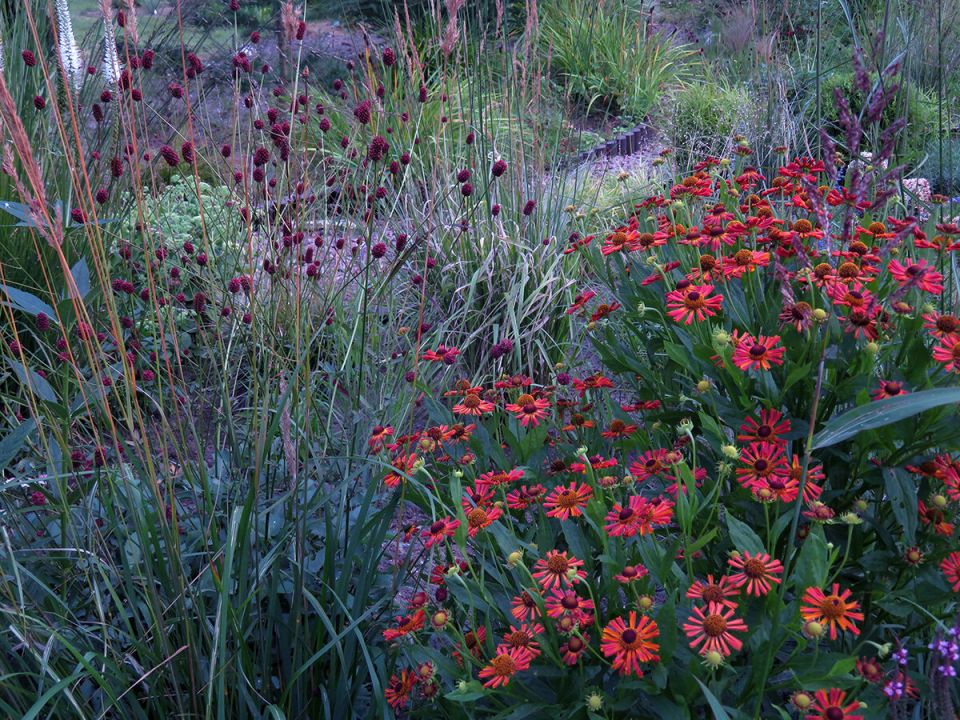 Гелениумы: яркие акценты осеннего сада