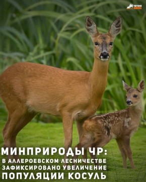 В Аллероевском участковом лесничестве зафиксировано увеличение популяции косуль — их число превышает 20 особей