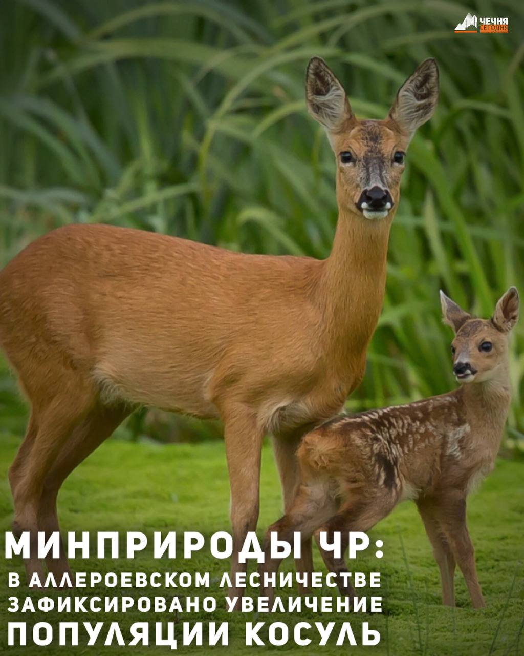В Аллероевском участковом лесничестве зафиксировано увеличение популяции косуль — их число превышает 20 особей