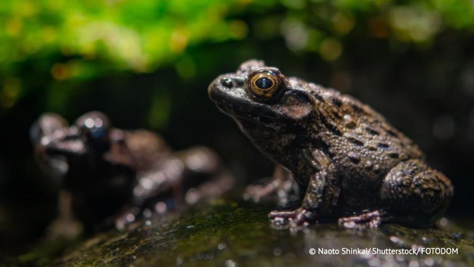 Ученые впервые зафиксировали обитание бугорчатой лягушки Glandirana emeljanovi в России, на границе между Приморским краем и Китаем