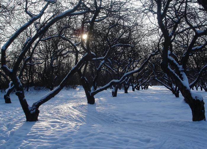Почему садоводы не всегда утрамбовывают снег вокруг деревьев