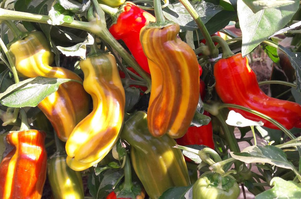 Уникальный сладкий перец 'Карамель': вкус, который напоминает конфеты из детства