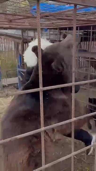 Там, где медведь — как младший брат: история Апти Джамалдаева, который приручил дикий мир