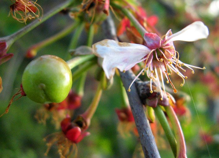 Как предотвратить сбрасывание завязей у косточковых: советы для садоводов