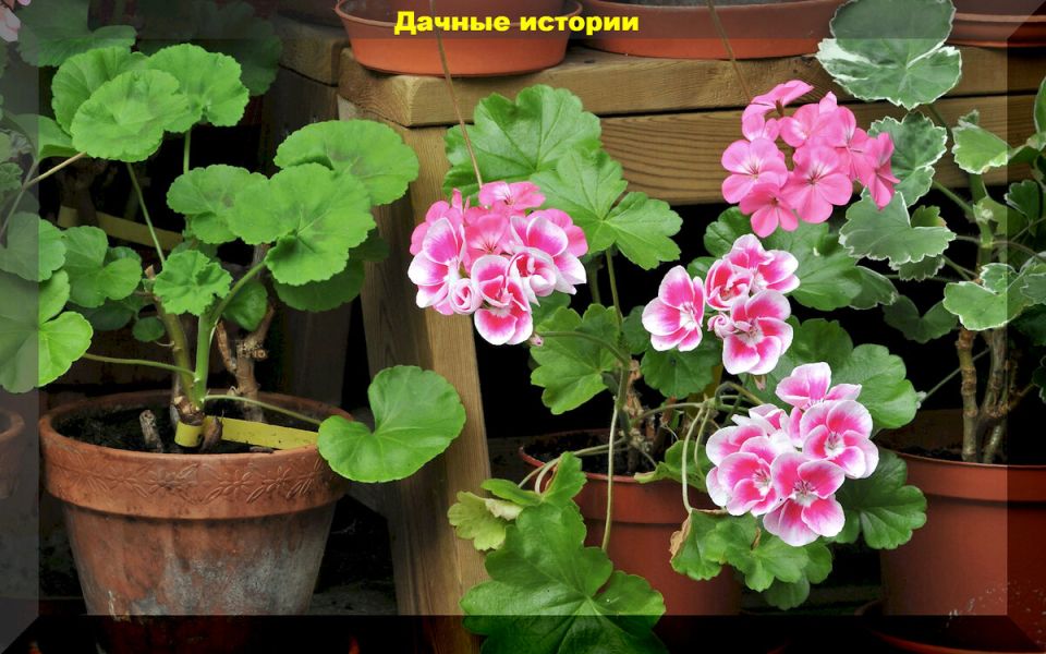 Как сохранить пеларгонию на зиму: советы специалистов по уходу