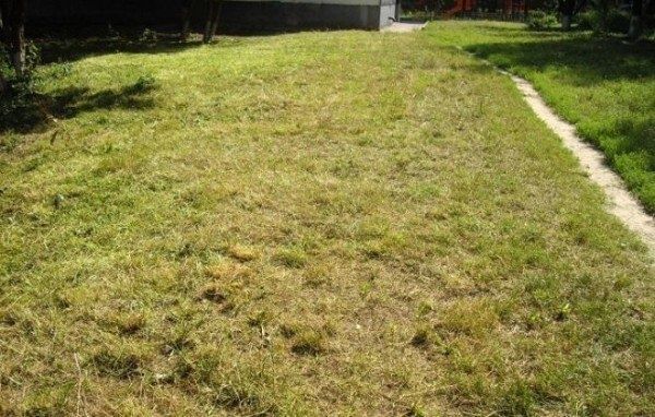 Почему ваш газон желтеет: причины и способы восстановления