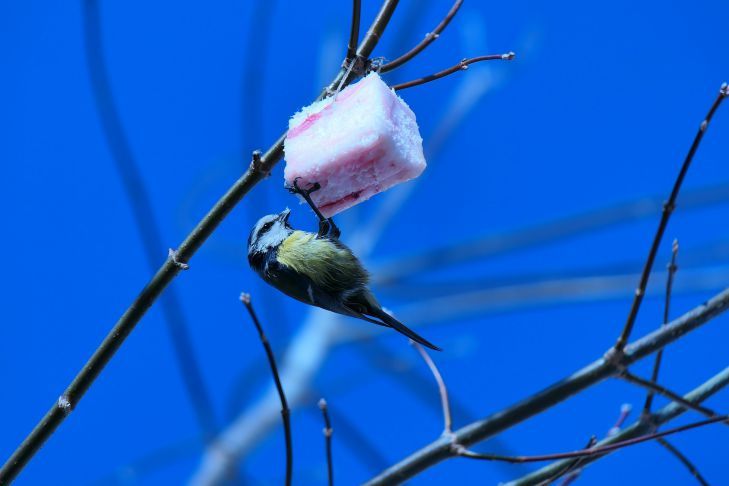 Как засолить сало: секретные способы раскрыли бабушки
