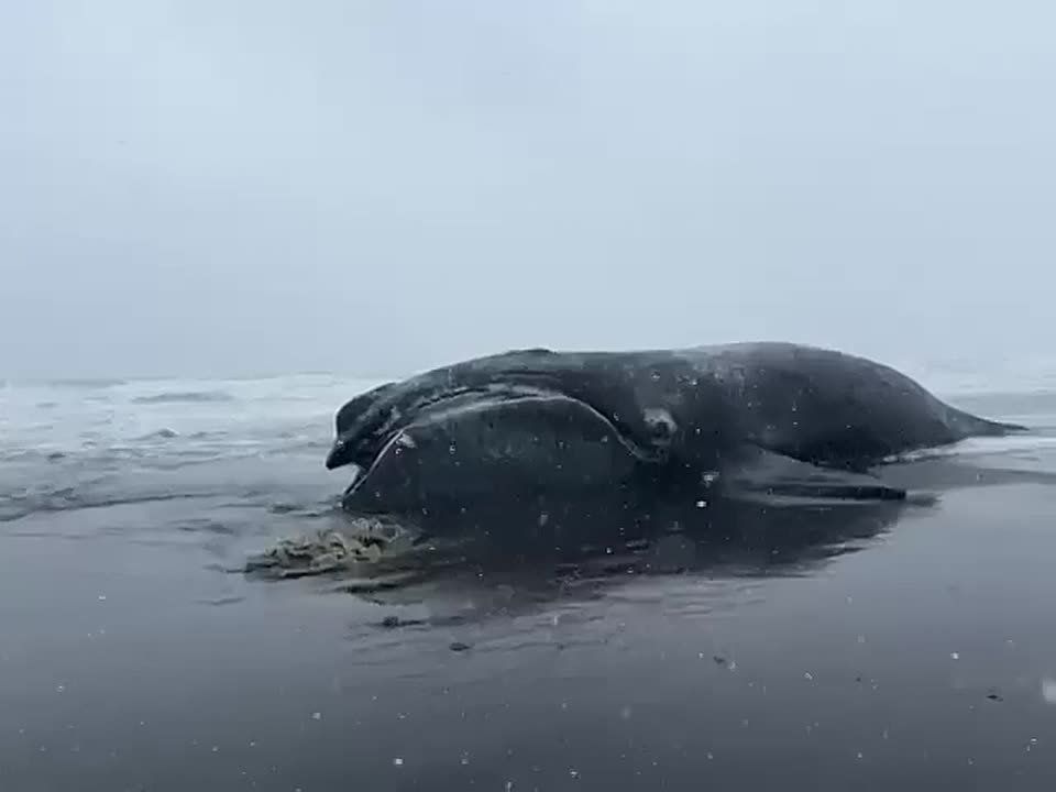 На побережье Охотского моря на Камчатке выбросило 20-метрового мртвого кита