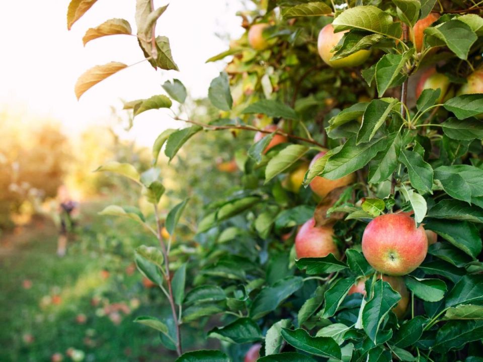 Почему осень – это идеальное время для посадки деревьев в вашем саду