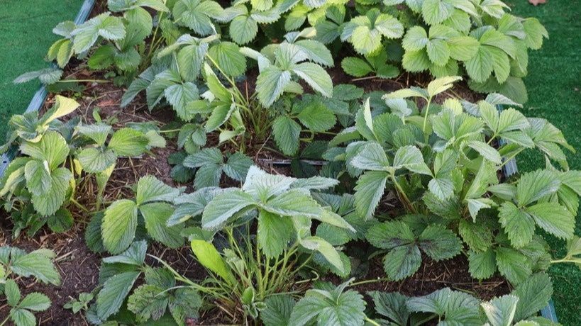 Уход за клубникой в июле: ключевые моменты и ошибки