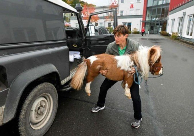 Пумукель — самый маленький конь в мире, занесённый в Книгу рекордов Гиннесса