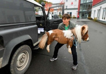 Пумукель — самый маленький конь в мире, занесённый в Книгу рекордов Гиннесса