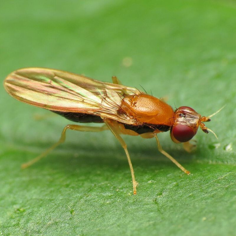 Как избежать морковной мухи и повысить урожай с помощью правильной посадки