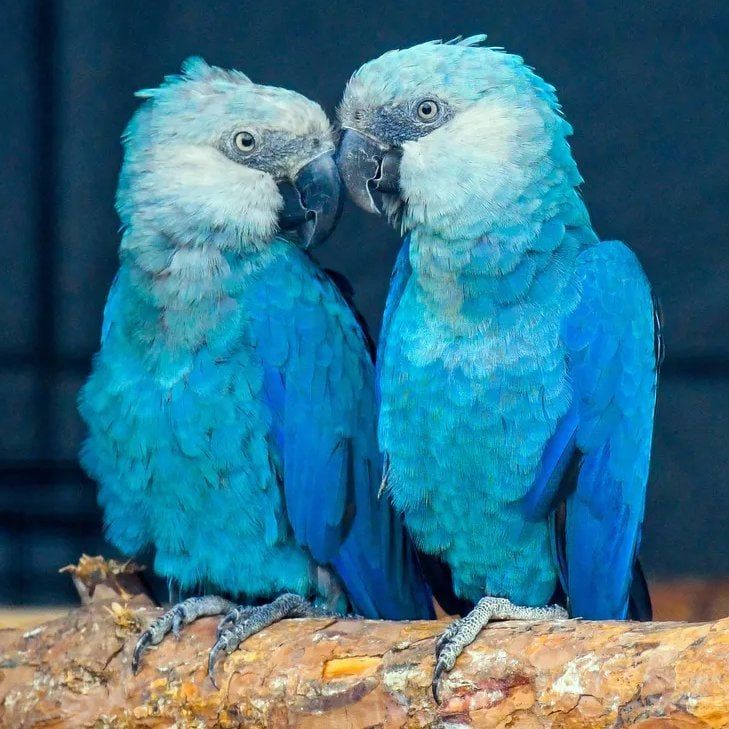 Бразильский Институт Чико Мендеса сообщил, что последние 11 попугаев вида Ара Спикса, оставшиеся в дикой природе, инфицированы цирковирусом – вирусом, смертельным для птиц