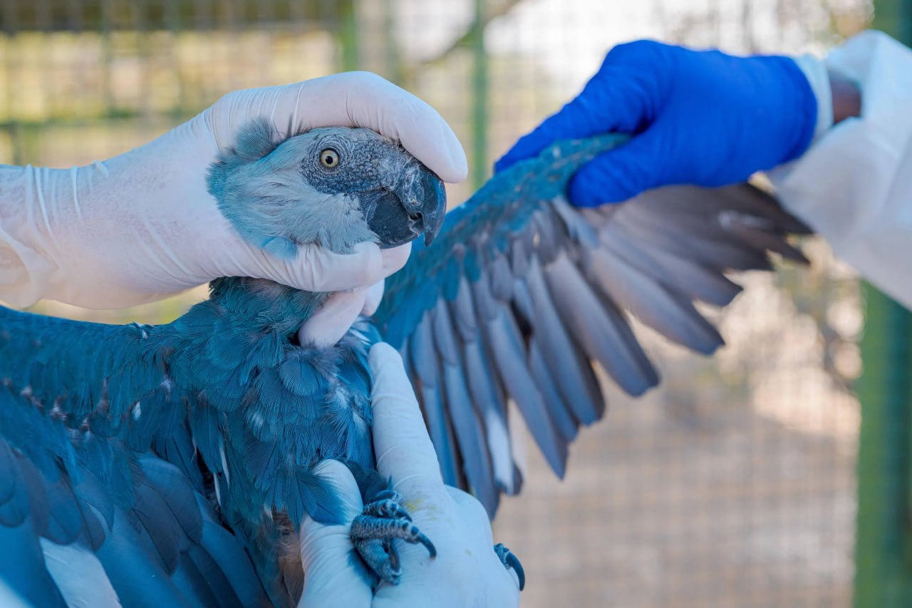 Бразильский Институт Чико Мендеса сообщил, что последние 11 попугаев вида Ара Спикса, оставшиеся в дикой природе, инфицированы цирковирусом – вирусом, смертельным для птиц Бразильский Институт Чико Мендеса сообщил, что последние 11 попугаев вида Ара Спикса, оставшиеся в дикой природе, инфицированы цирковирусом – вирусом, смертельным для птиц