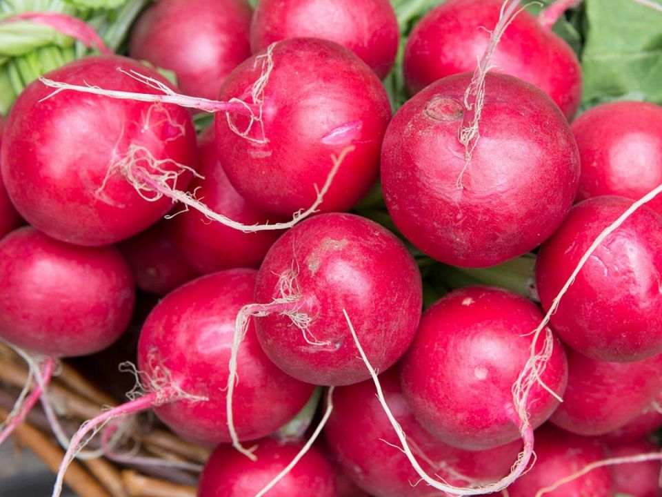 Путь к здоровому и хрустящему редису