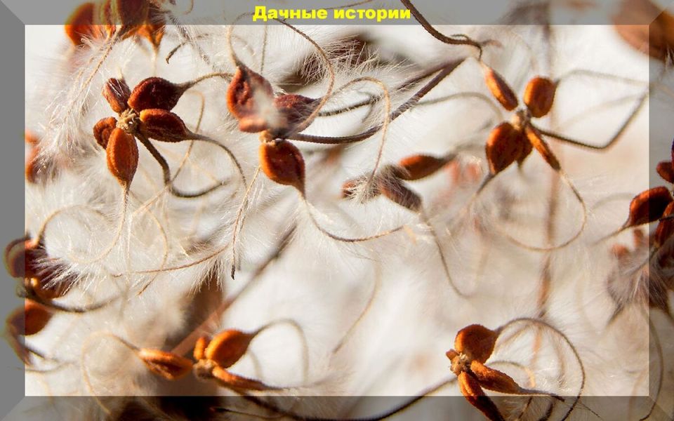 Как ухаживать за княжиками: секреты успешного посева на рассаду